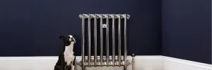 Emmeline I 665mm cast iron radiator in Full Polish with a valve, against a navy wall above a white skirting board, a black and white dog beside it.