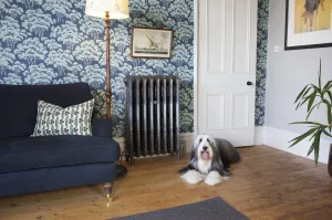 Ornate Rococo III cast iron radiator in Satin Polish on its feet against blue tree wallpaper, beside a navy sofa, white door and a bearded collie.