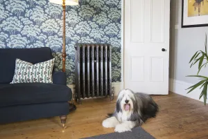 Ornate Rococo III cast iron radiator in Satin Polish on feet against blue tree wallpaper, beside a navy sofa, with a bearded collie on floorboards.