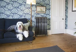 Ornate Rococo III cast iron radiator in Satin Polish on feet with valves, against blue tree wallpaper beside a navy sofa with a bearded collie.