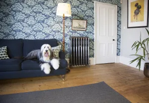 Ornate Rococo III cast iron radiator in Satin Polish on feet against tree-print wallpaper, beside a navy sofa with a shaggy dog and floorboards.